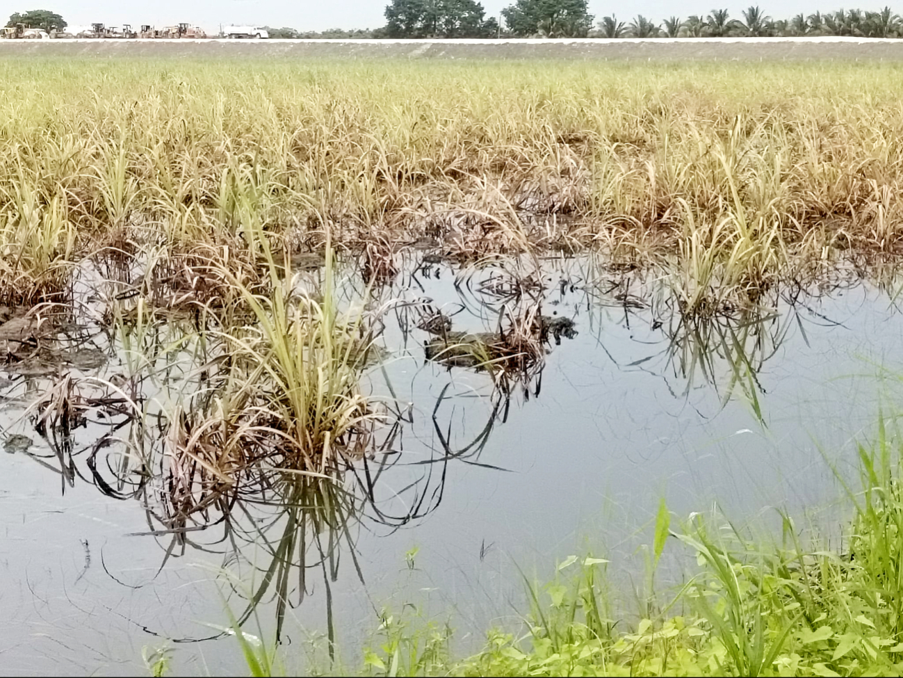 Algunas zonas de cultivo se han visto impactadas de forma negativa por las precipitaciones pluviales. Algunas zonas de cultivo se han visto impactadas de forma negativa por las precipitaciones pluviales.