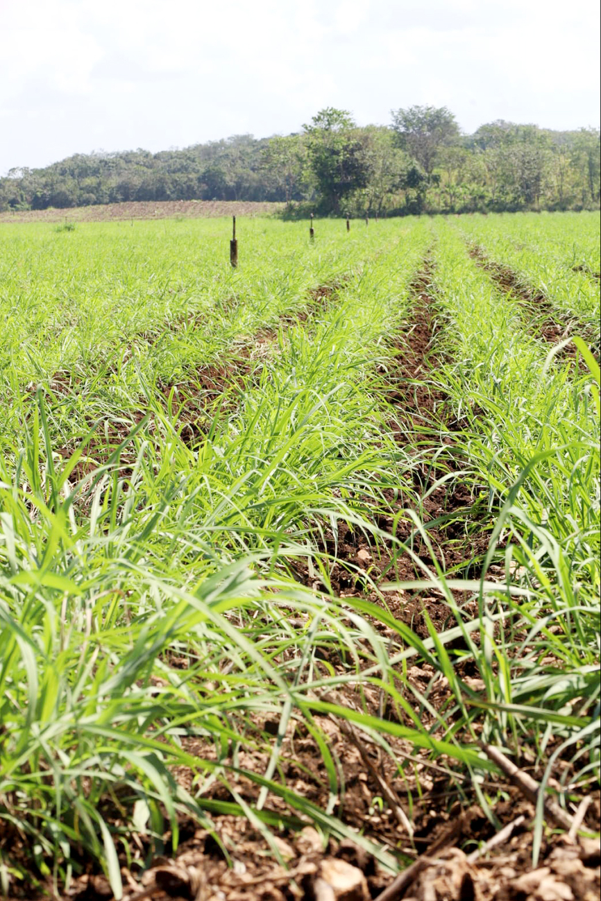 Ante la complicada situación, los dueños de las plantaciones esperan apoyo del Gobierno Ante la complicada situación, los dueños de las plantaciones esperan apoyo del Gobierno