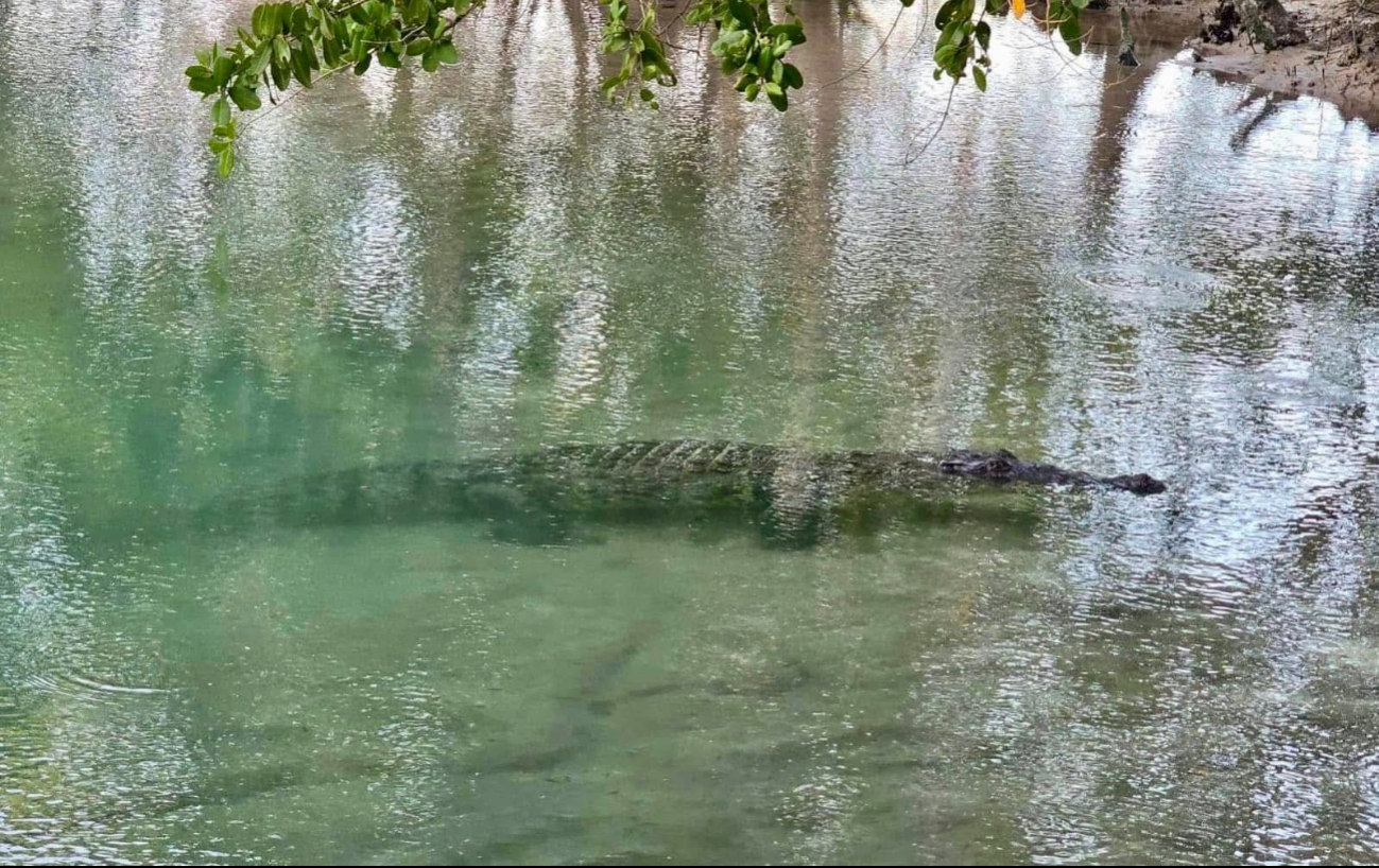 Son tres cocodrilos los que rondaban en el balneario de Chiquilá Son tres cocodrilos los que rondaban en el balneario de Chiquilá