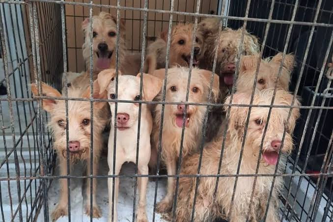 Proponen endurecer leyes contra el maltrato animal en Chetumal
