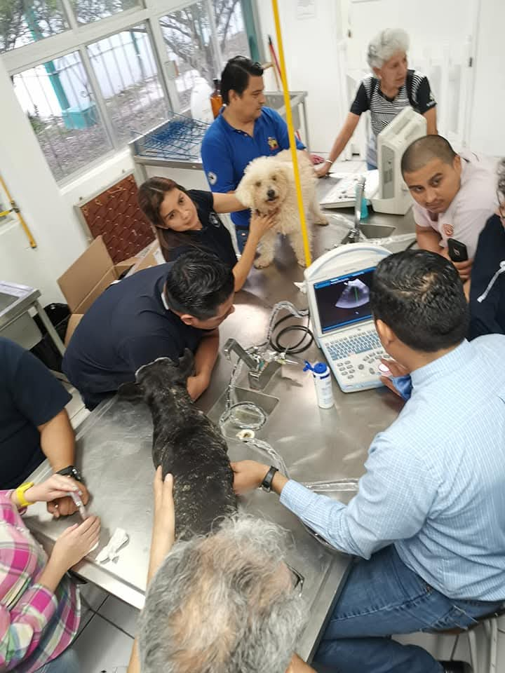 Sin médicos veterinarios las enfermedades zoonóticas aumentarían exponencialmente y podría haber epidemias que amenacen a la población