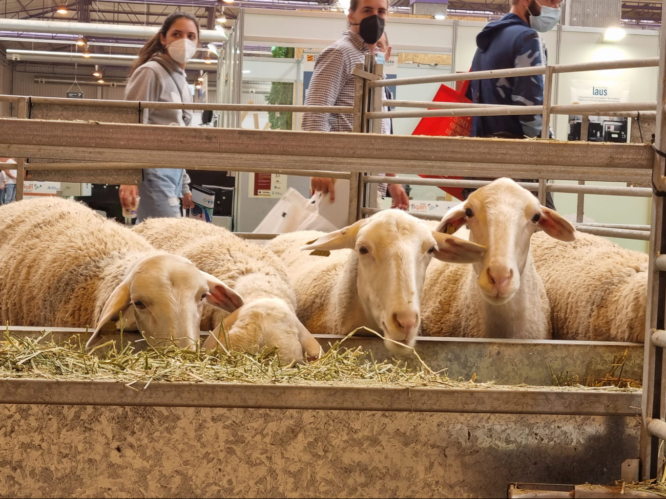 El sector ovino genera una producción de 3 mil 337 toneladas al año El sector ovino genera una producción de 3 mil 337 toneladas al año