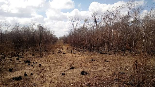 Denuncian quemas anticipadas en los alrededores de Mahahual Denuncian quemas anticipadas en los alrededores de Mahahual