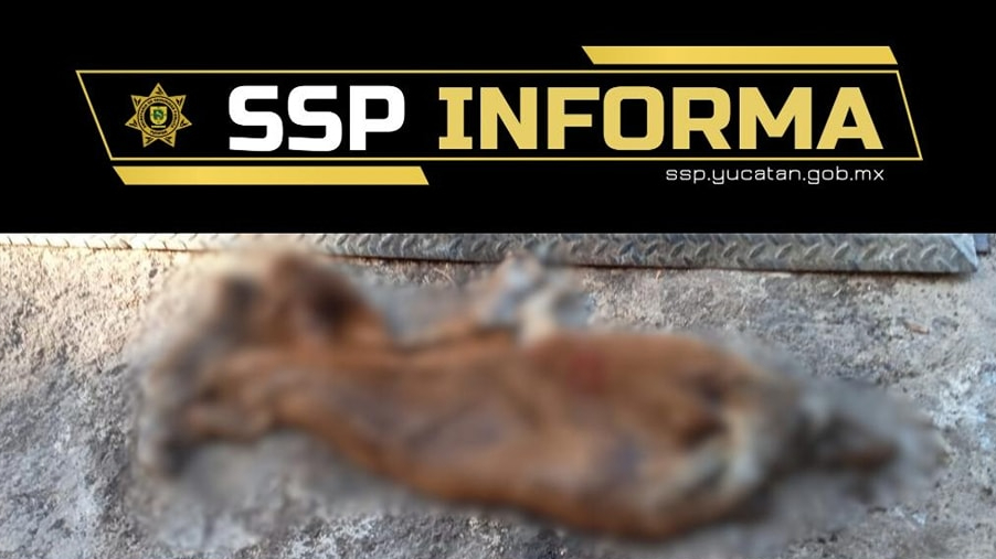 Desmiente SSP Yucatán que restos hallados en parque de Mérida correspondan a perros Desmiente SSP Yucatán que restos hallados en parque de Mérida correspondan a perros