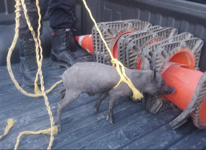 El cerdito pelón fue abordado a la patrulla en espera de su dueño El cerdito pelón fue abordado a la patrulla en espera de su dueño