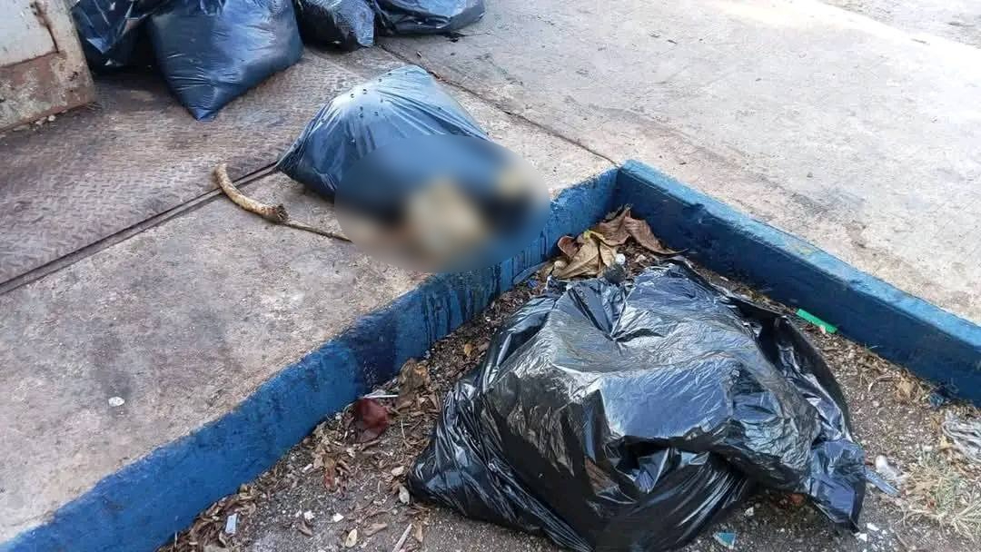 Los restos fueron encontrados en el interior de bolsas de basura Los restos fueron encontrados en el interior de bolsas de basura