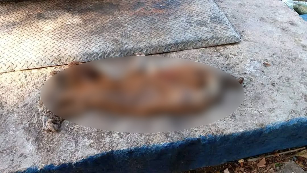 Piel de perro habría sido hallada en el parque Piel de perro habría sido hallada en el parque