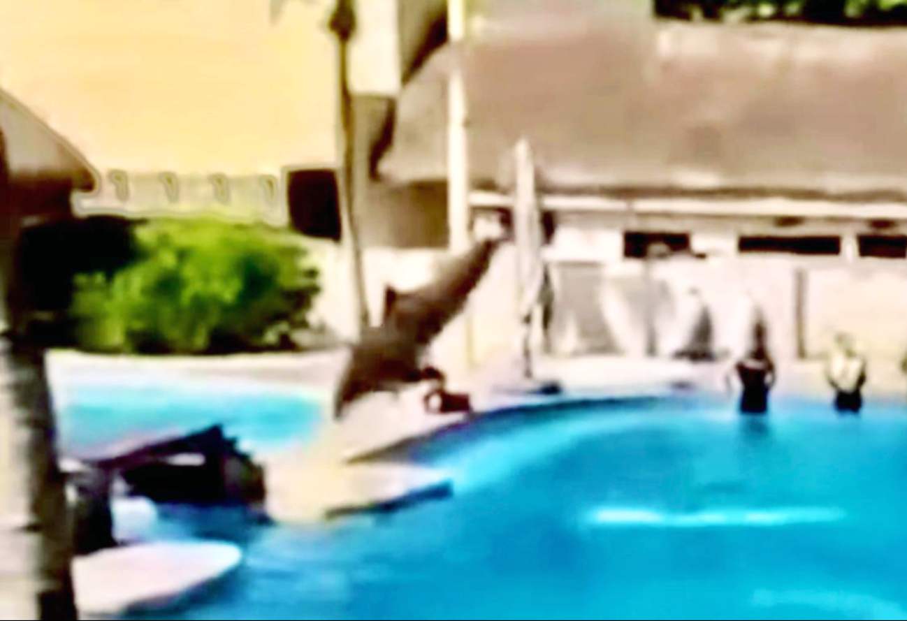 En el video, el animal parecía desubicado y saltó al lado contrario