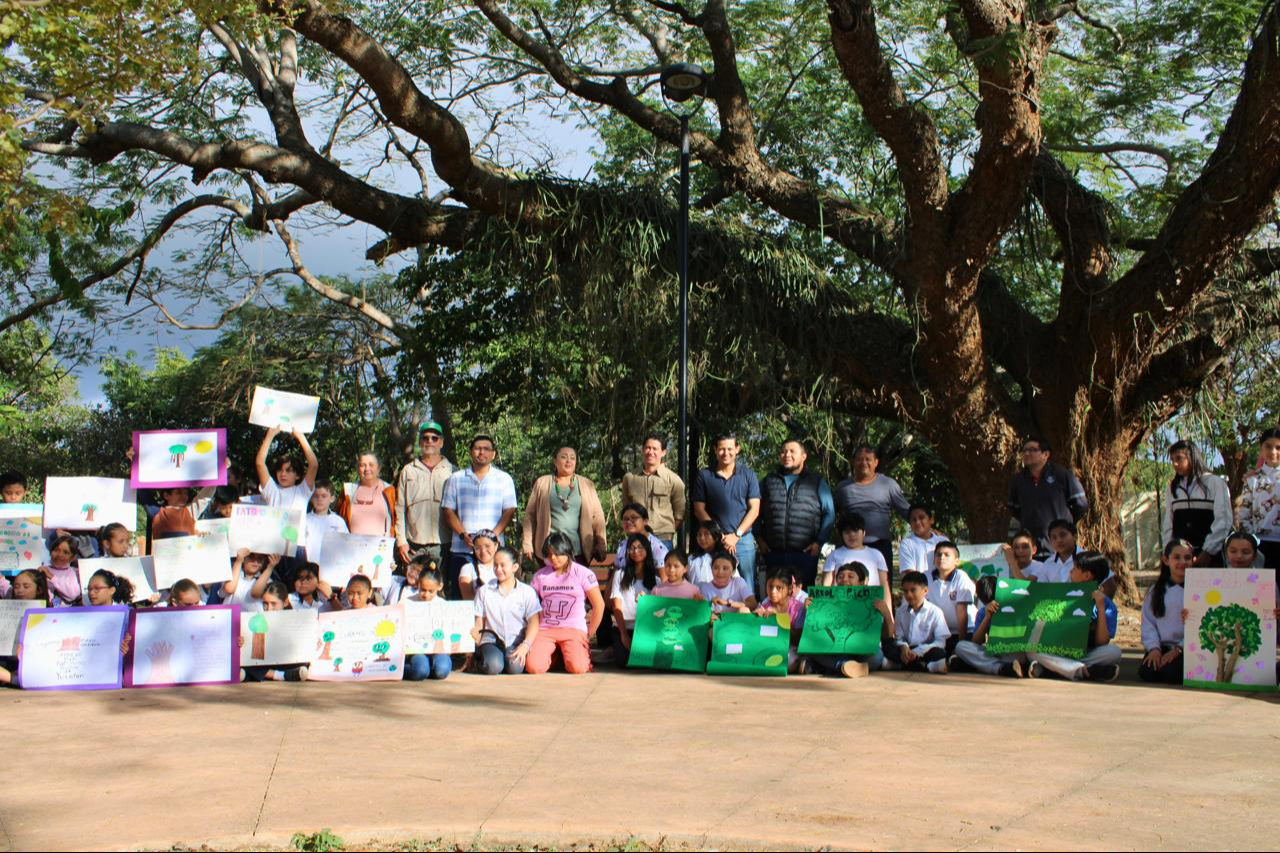 Árbol de pich recibe nombramiento como Patrimonio Verde de Mérida