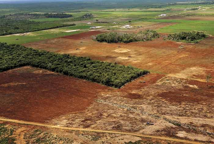 Hectáreas de árboles se han perdido por no obedecer las normas para talarlos.