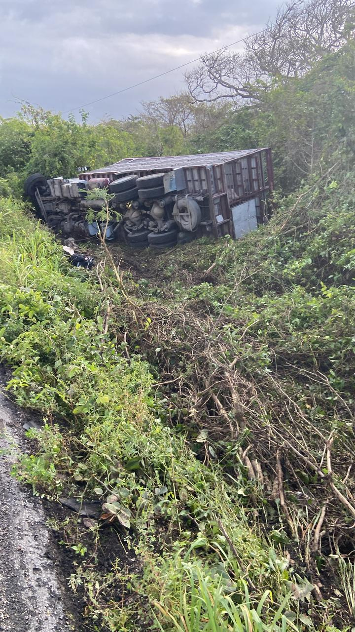Chofer se duerme al volante y vuelca camión de cerdos en la Carmen-Champotón