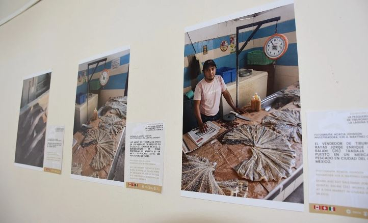 Exposición Pesca de Tiburón y Raya Artesanal en Campeche: Todo lo que debes saber