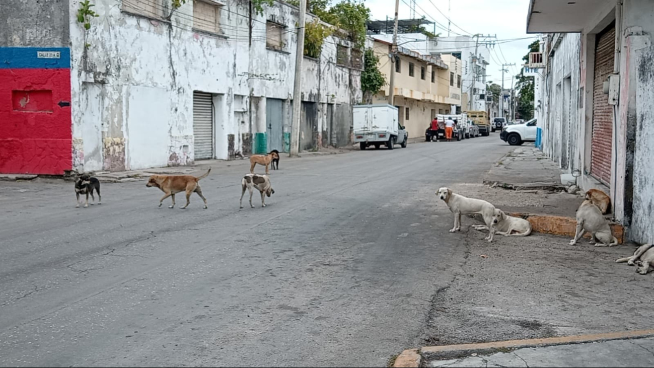  Exigen frenar la reproducción de perros callejeros en Ciudad del Carmen   