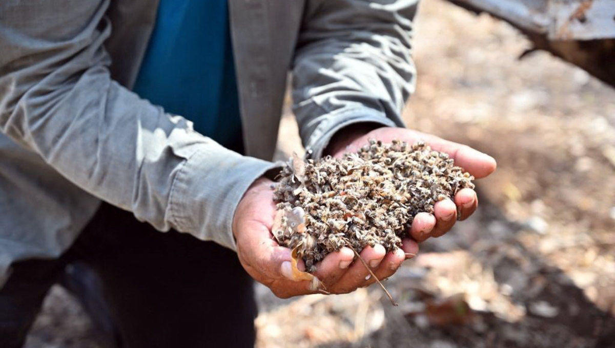 Confirma SDA que sí hay mortandad de abejas en Campeche; asegura que no es masiva