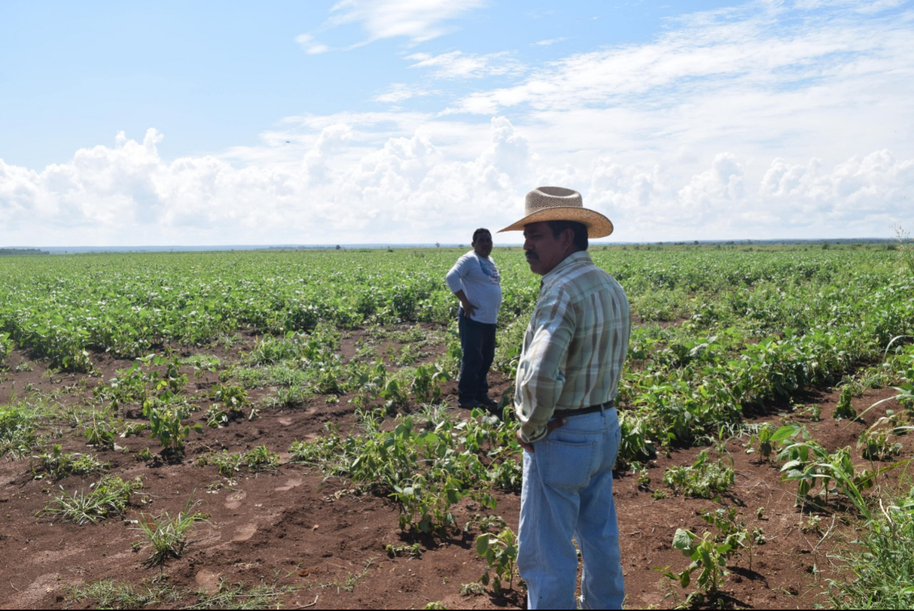 SADER advierte sobre la posible suspensión del programa de Bienestar al Campo, afectando a 7 mil productores en Campeche.
SADER advierte sobre la posible suspensión del programa de Bienestar al Campo, afectando a 7 mil productores en Campeche.