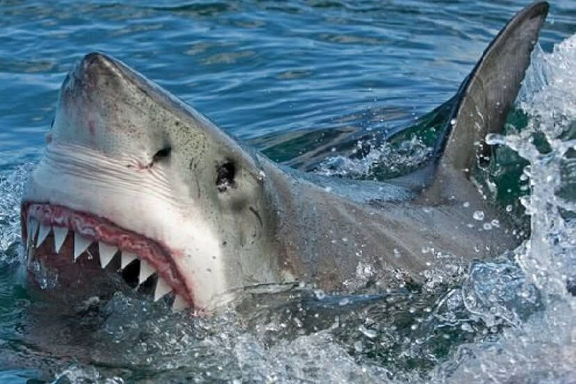 Pescador es atacado por tiburón en Banco Chinchorro