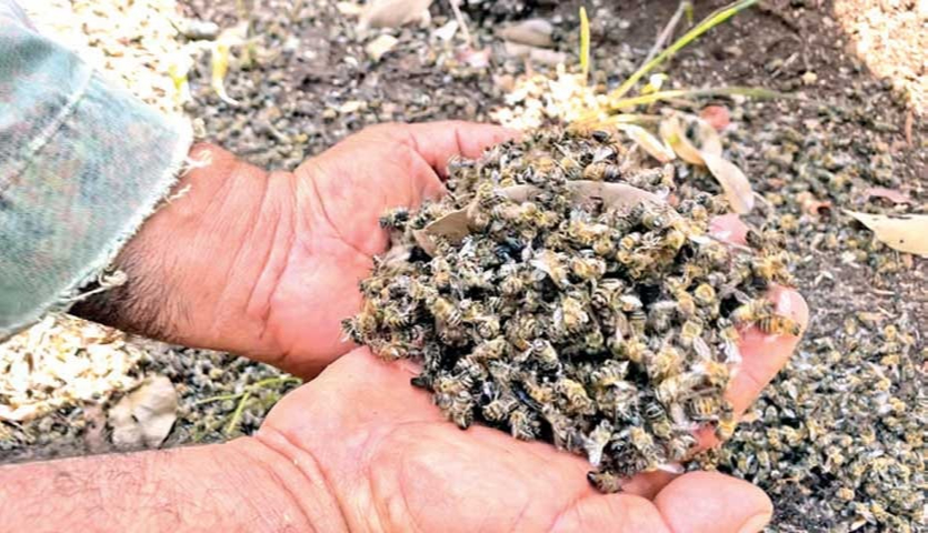 Mortandad de Abejas en el Estado Mortandad de Abejas en el Estado