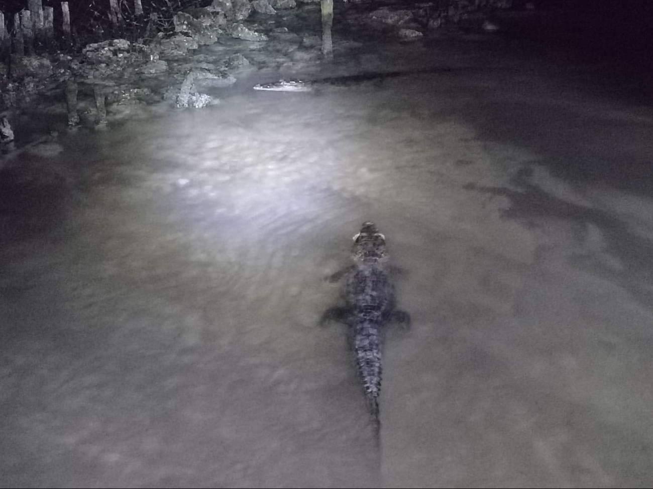 Continúa la constante vigilancia de los cocodrilos que aparecieron en el balneario hace unos días Continúa la constante vigilancia de los cocodrilos que aparecieron en el balneario hace unos días