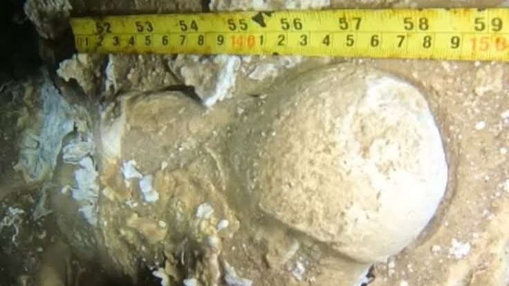 La evidencia, que consta de ocho restos óseos, correspondería a la especie Nothrotheriops shastensis La evidencia, que consta de ocho restos óseos, correspondería a la especie Nothrotheriops shastensis