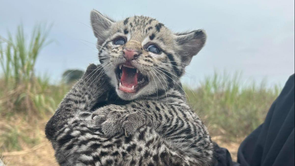 Pobladores de El Higo, Veracruz, hallan y ponen a salvo a tres crías de ocelote  