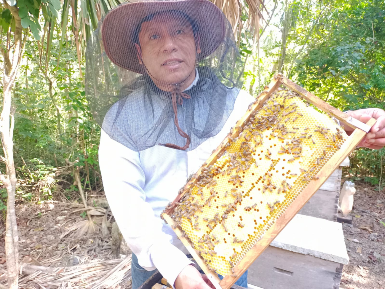Apicultores de Yucatán se recuperan por el alza en el precio de la miel; ahora supera los 30 pesos el kilo