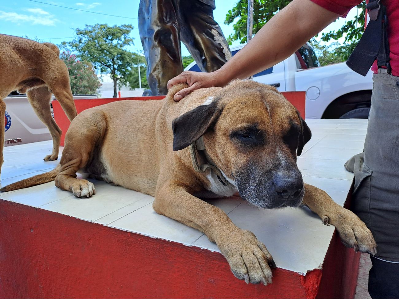 “Solovino", el perrito bombero de Cancún: Esta es la historia de cómo llegó a la estación   