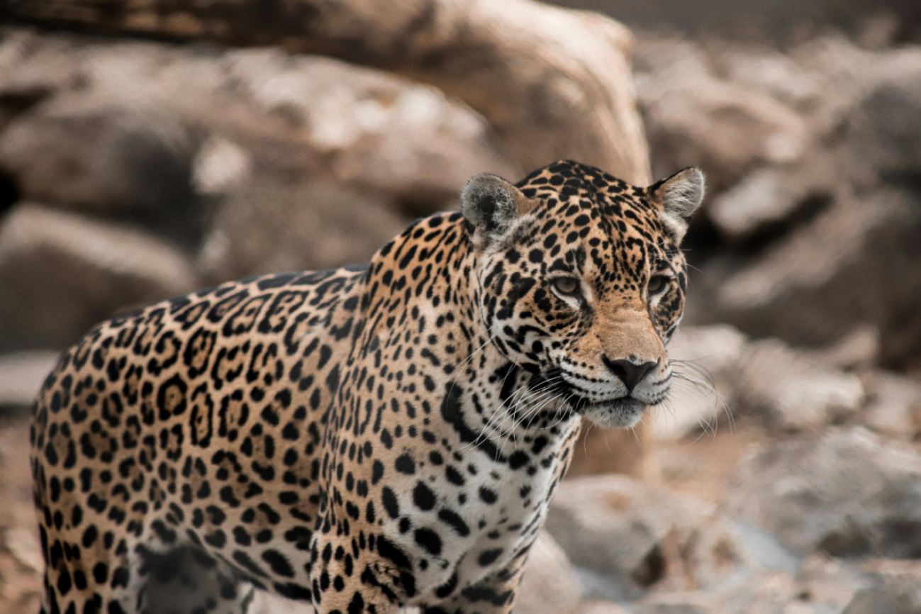 En menos de 24 horas dos jaguares fueron asesinados en el noroeste del país