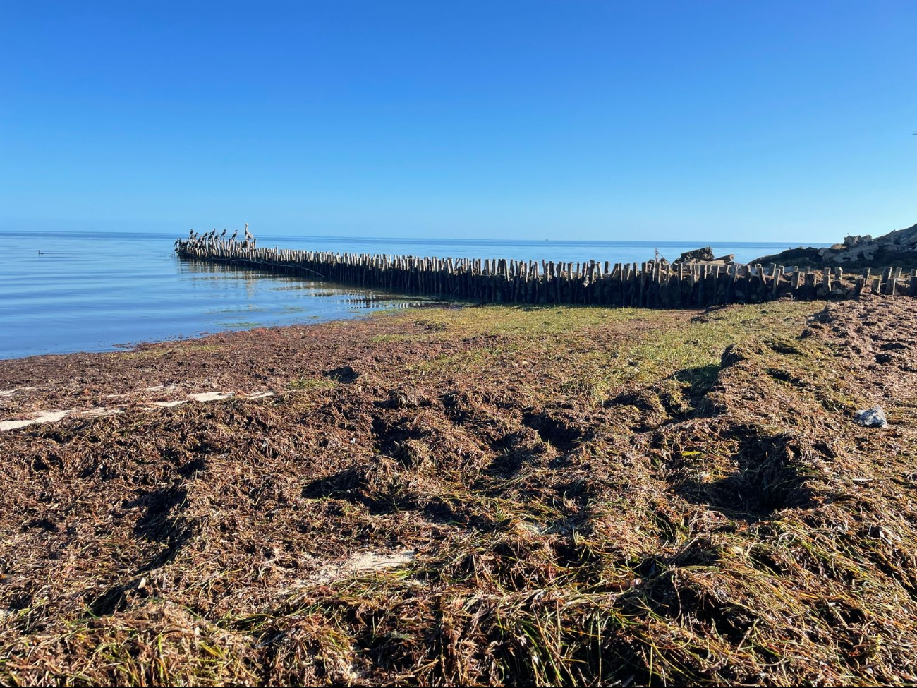 Pobladores se quejan por la expulsión de sargazo en el puerto debido a un nuevo frente frío Pobladores se quejan por la expulsión de sargazo en el puerto debido a un nuevo frente frío