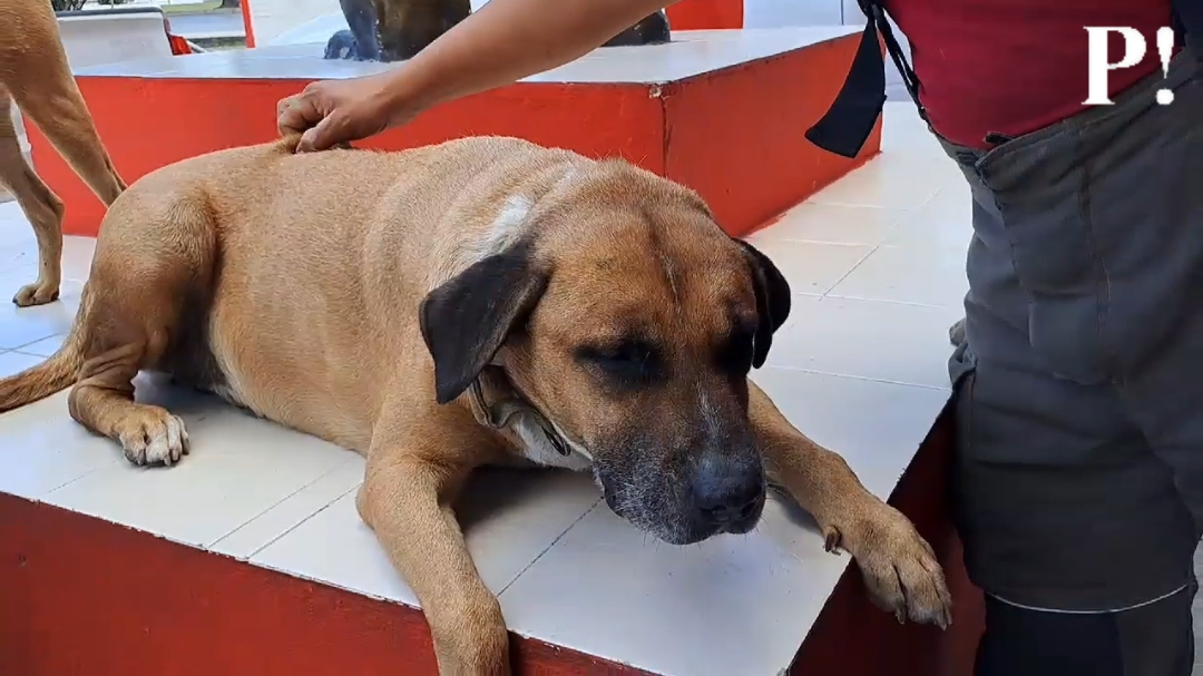 Solovino fue rescatado por los bomberos quienes lo consideran parte de su familia desde hace cinco años Solovino fue rescatado por los bomberos quienes lo consideran parte de su familia desde hace cinco años