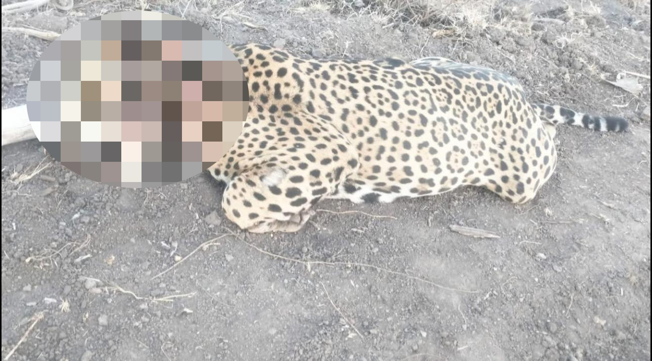 Uno de los ejemplares fue asesinado por personas armadas luego de que presuntamente ingresó a un rancho para atacar ganado Uno de los ejemplares fue asesinado por personas armadas luego de que presuntamente ingresó a un rancho para atacar ganado