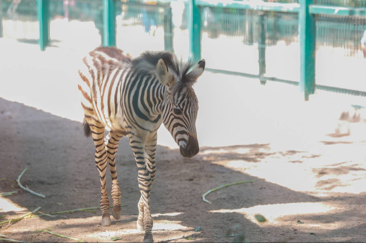 Familias yucatecas se dieron cita en el zoológico para visitar la cría del ejemplar que recién nació.