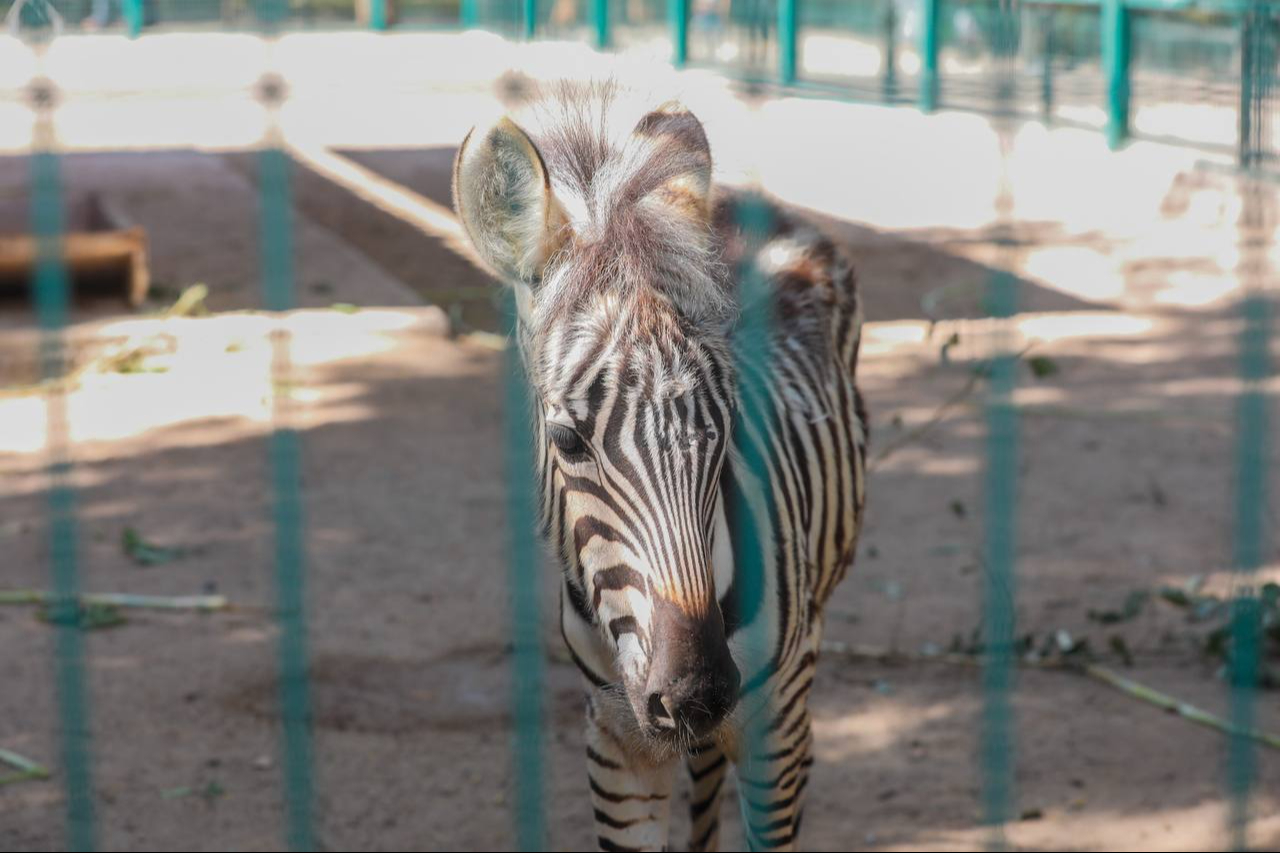 La cebra será nueva habitante del zoológico Centenario de Mérida La cebra será nueva habitante del zoológico Centenario de Mérida