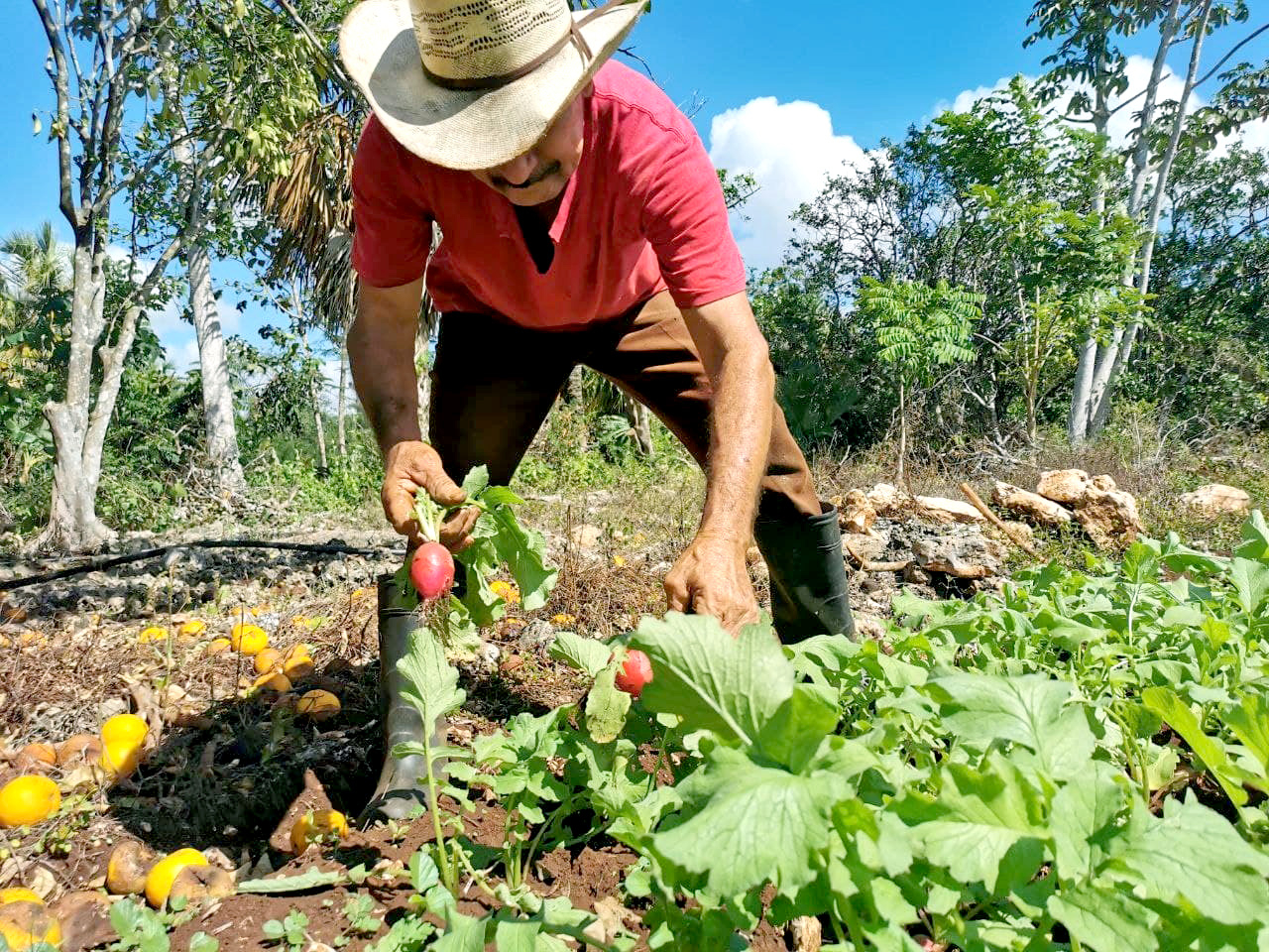 Para los campesinos, la mejor alternativa es no depender tanto de Estados Unidos Para los campesinos, la mejor alternativa es no depender tanto de Estados Unidos
