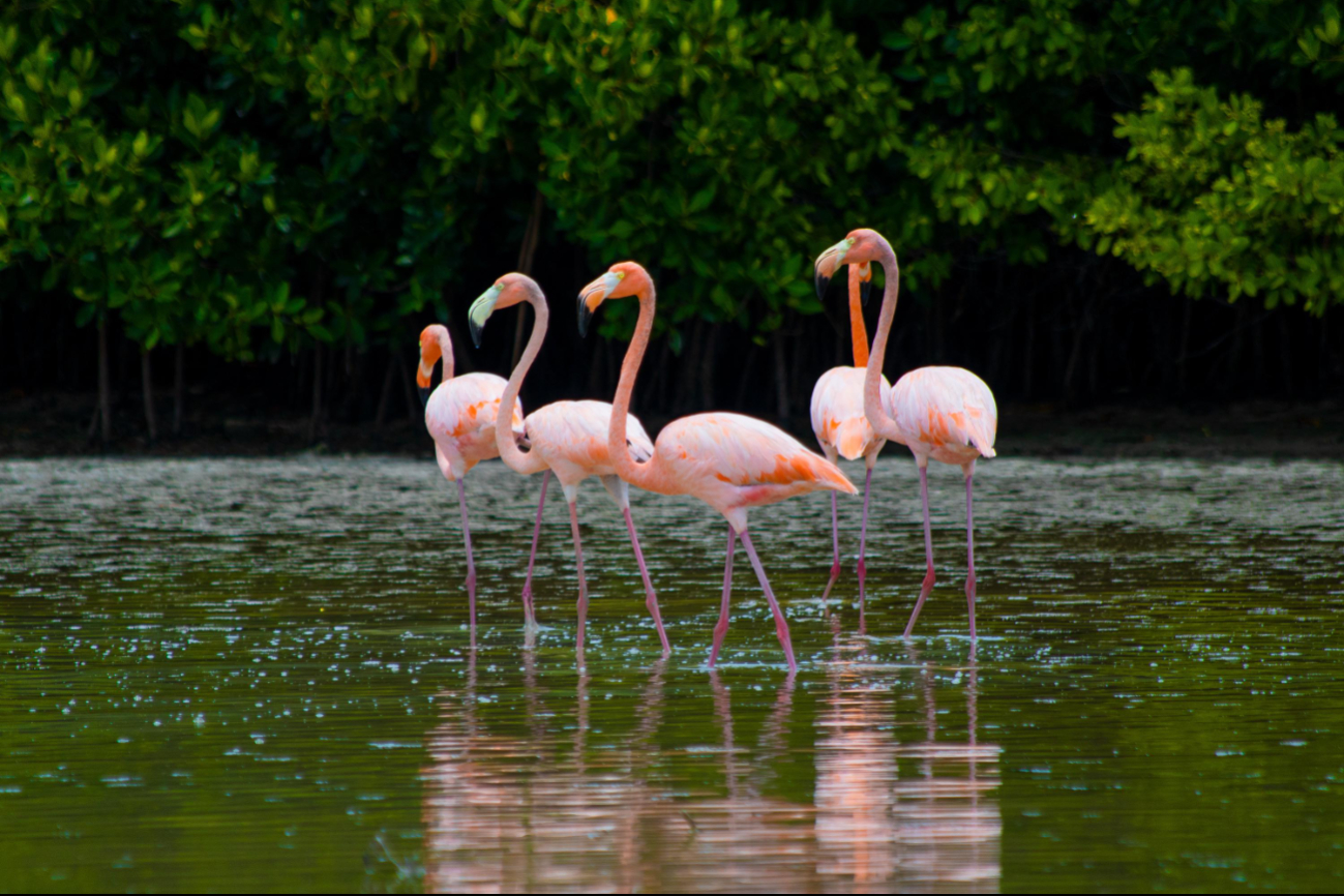 El flamenco americano es una de las especies emblemáticas y más populares del estado de Yucatán