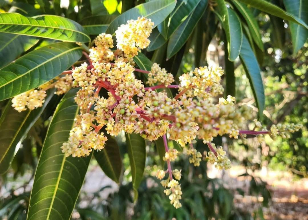 Los árboles ya iniciaron floración en la localidad. Los árboles ya iniciaron floración en la localidad.