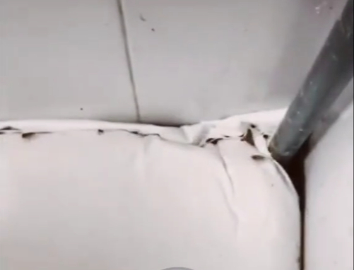 Captan en video plaga de cucarachas en  KFC de Cancún, ¿cuál sucursal es? 