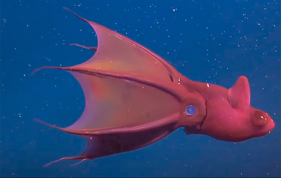 El calamar vampiro es un habitante de las profundidades El calamar vampiro es un habitante de las profundidades