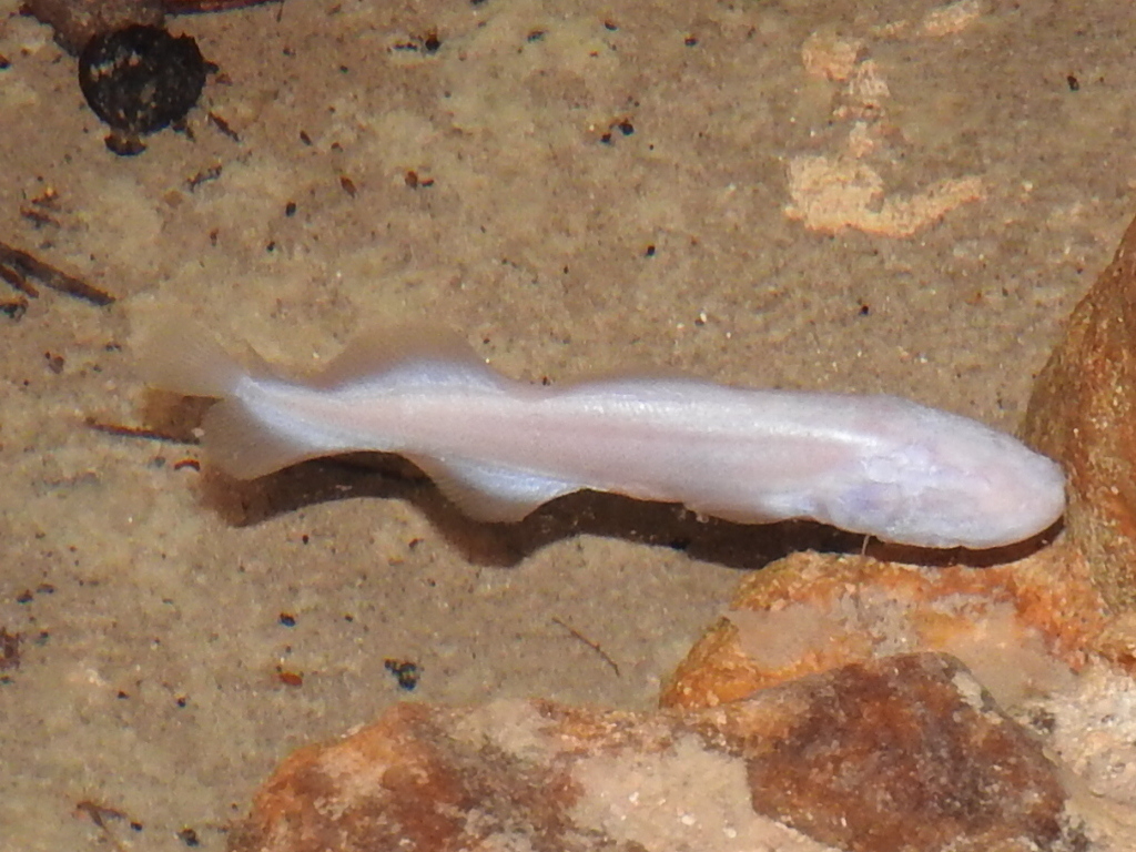 La dama blanca habita en los cenotes de Yucatán La dama blanca habita en los cenotes de Yucatán