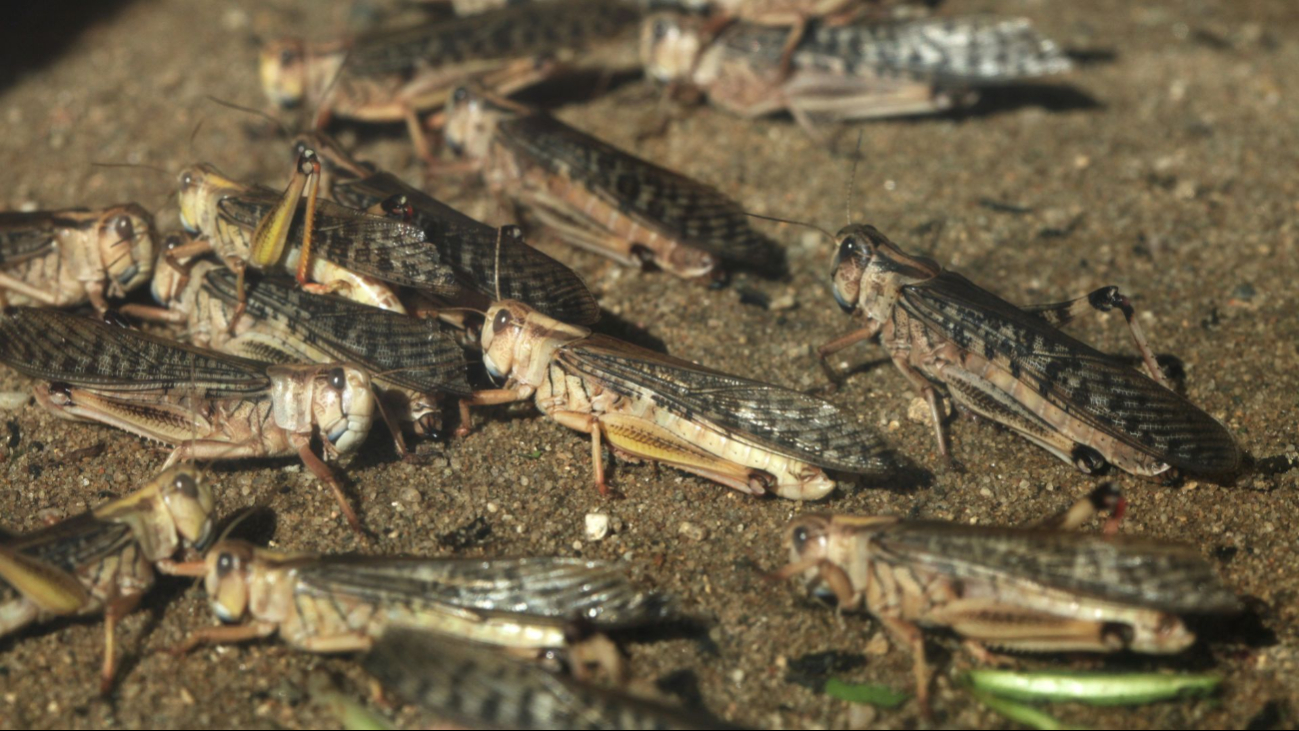Las plagas de langostas, registradas dos veces por año en el estado de Yucatán representan una grave amenaza para el sector agropecuario Las plagas de langostas, registradas dos veces por año en el estado de Yucatán representan una grave amenaza para el sector agropecuario
