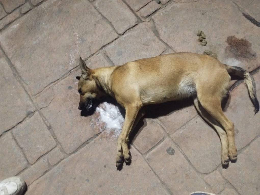 Organizaciones defensoras de animales piden justicia y sanciones ejemplares Organizaciones defensoras de animales piden justicia y sanciones ejemplares