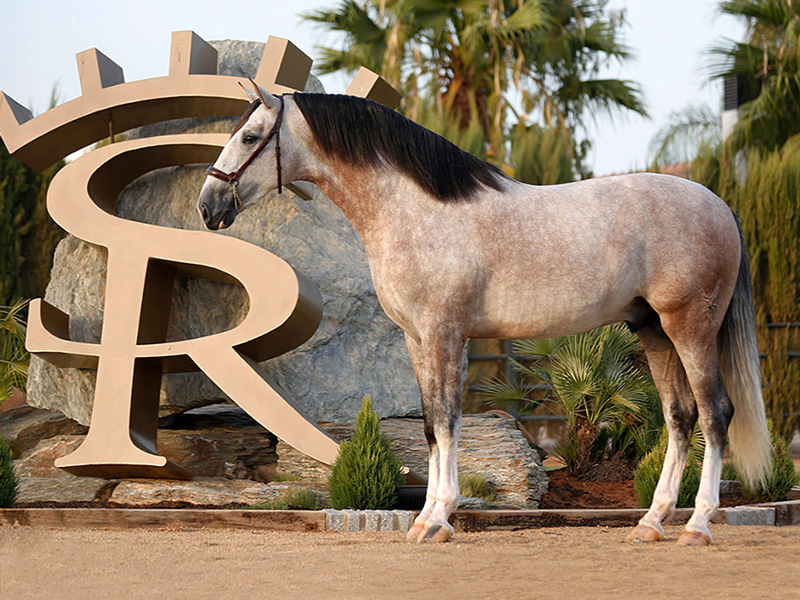 El caballo de Sergio Ramos, Yucatán El caballo de Sergio Ramos, Yucatán