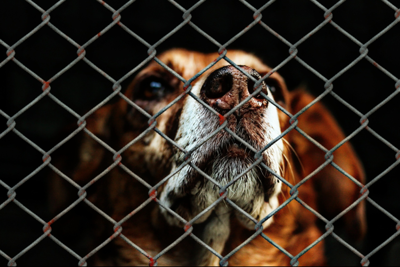 En cada municipio de Quintana Roo existe puntos específicos para denunciar el maltrato animal En cada municipio de Quintana Roo existe puntos específicos para denunciar el maltrato animal