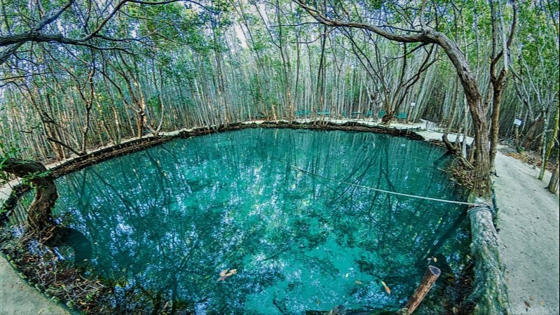 El Corchito es una zona de cenotes tipo aguada idóneos para la observación de flora y fauna El Corchito es una zona de cenotes tipo aguada idóneos para la observación de flora y fauna
