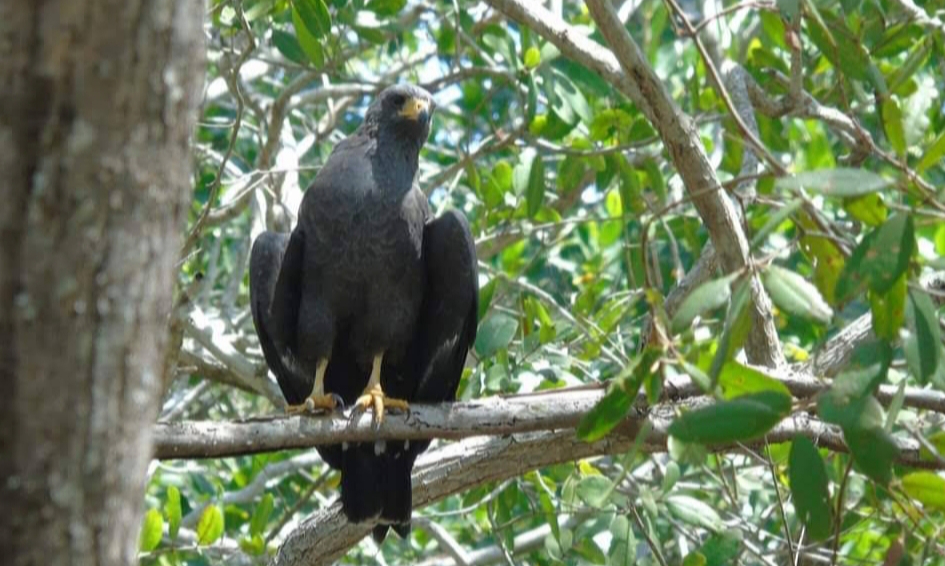 El ecoturismo representa una oportunidad para conservar la naturaleza y generar derrama económica para las comunidades El ecoturismo representa una oportunidad para conservar la naturaleza y generar derrama económica para las comunidades