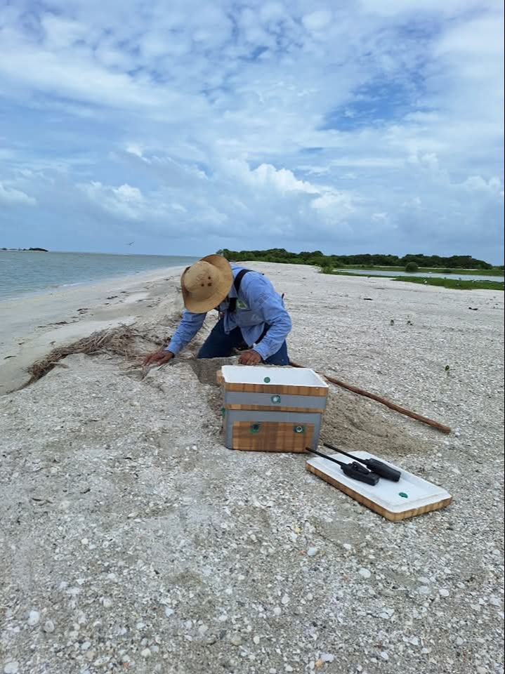  La erosión amenaza la protección de la tortuga carey en Ciudad del Carmen   