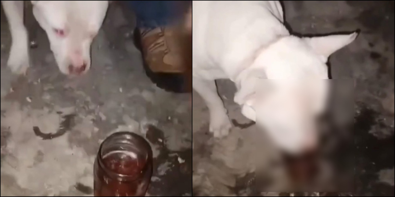 El caso del perro se ha viralizado en redes sociales El caso del perro se ha viralizado en redes sociales