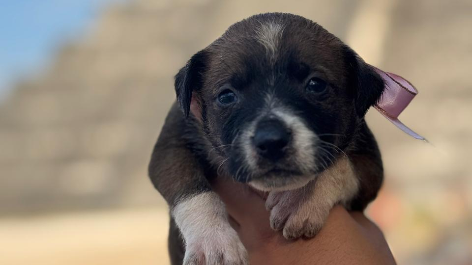 Los cachorros son hijos de la Pinta, una perrita muy querida en el lugar Los cachorros son hijos de la Pinta, una perrita muy querida en el lugar