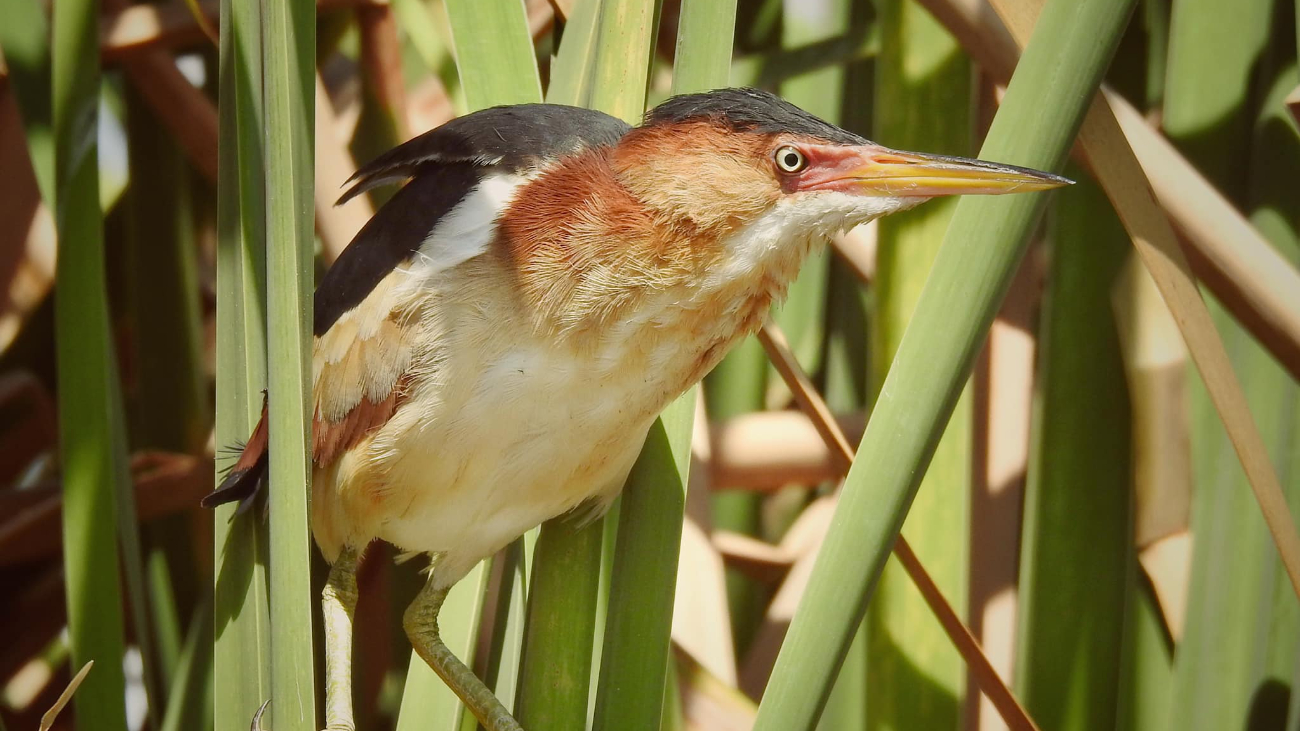 En la UMA se han logrado registrar 164 especies de aves tanto residentes como migratorias En la UMA se han logrado registrar 164 especies de aves tanto residentes como migratorias