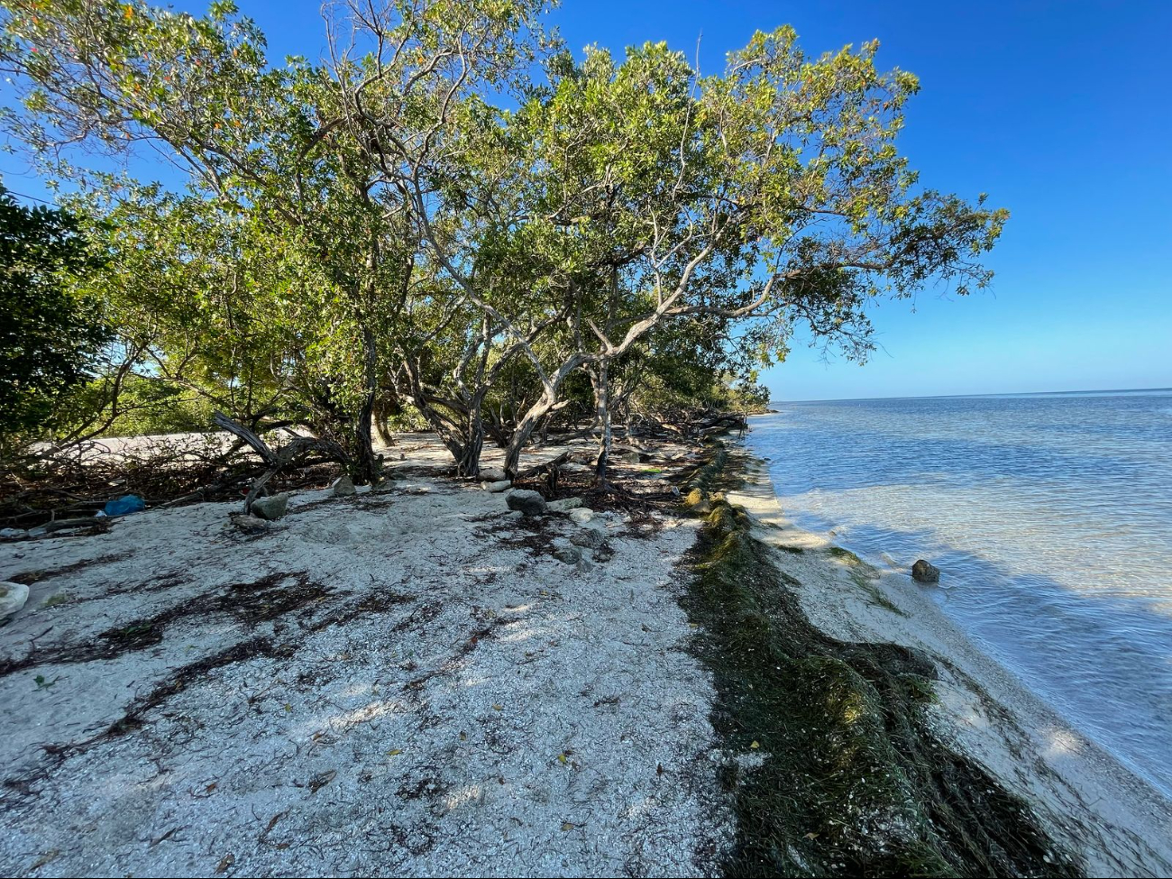 La reserva ecológica que la rodea cuenta con una gran cantidad de manglares y aguas cristalinas. La reserva ecológica que la rodea cuenta con una gran cantidad de manglares y aguas cristalinas.