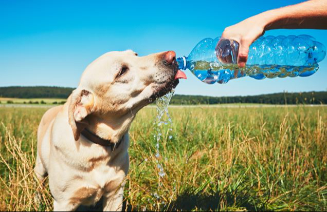 Cuida a tu mascota Cuida a tu mascota